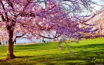 Spring Season Wallpaper HD Full Size