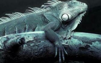 Iguana Wallpaper X Net