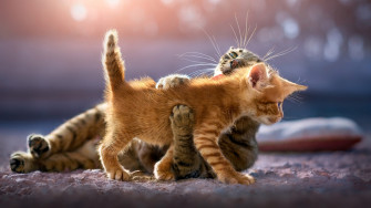 Cute Kittens 4k HD Wallpaper Image Photos