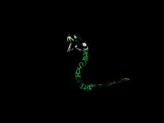 Neon Snake By Lupa737