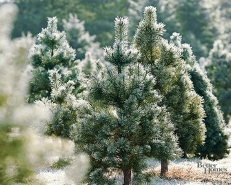 Winter Pine Trees Wallpaper Image Pictures Becuo