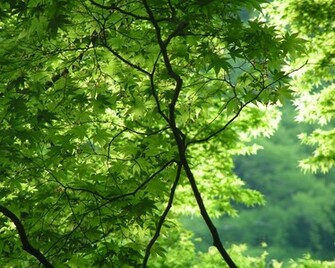 Nature Trees Wallpaper Photography