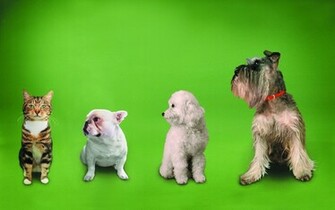 Funny Cats Dogs Wallpaper Best
