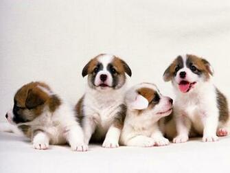 Lovely Puppies Wallpaper For Your Computer Desktop