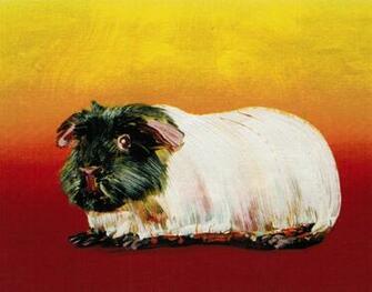 Xmas Guinea Pig Wallpaper Animals Picture HD