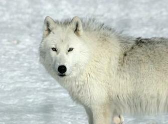 White Wolf Desktop Wallpaper Pictures Photos