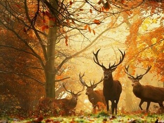 Autumn Season Wallpaper High Quality