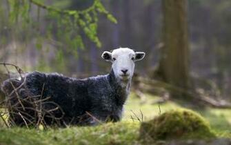 Black Sheep Wallpaper Desktop Background