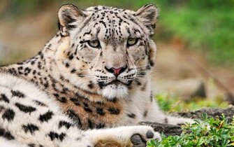 White Snow Leopard Wallpaper HD