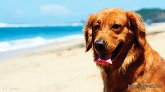 Golden Retriever Puppies Cute Dog Wallpaper