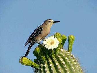 Wild Birds Wallpaper Gallery