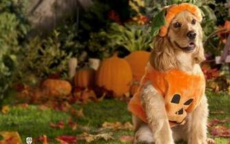 Halloween Wallpaper Puppy