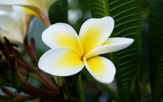 Plumeria Wallpaper