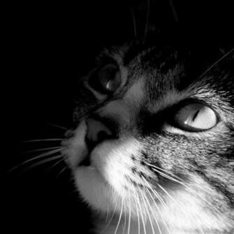 iPad Mini iPhone Wallpaper Sweet Cat
