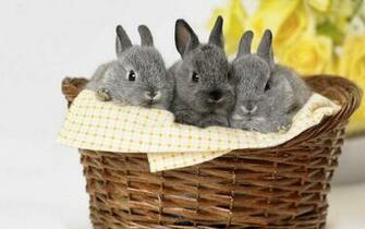 HD Wallpaper S Beautiful Baby Rabbits