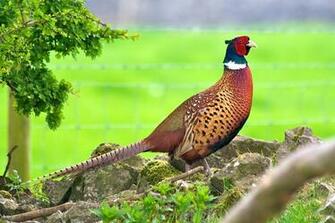 Widescreen Wallpaper Of Pheasant Wp Tco B Scb