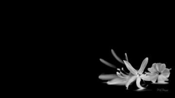 Black And White Flowers Wallpaper HD