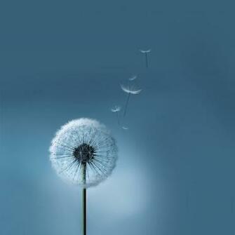 Ios Windows Phone And Desktop Samsung Galaxy Tab Wallpaper