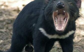 Animals Wolverine Tasdevil Large Animal HD Wallpaper