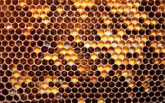 Beehive Patterns Wallpaper HD Desktop And Mobile Background