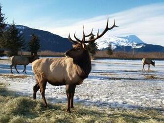 Wapiti Alaska Wallpaper