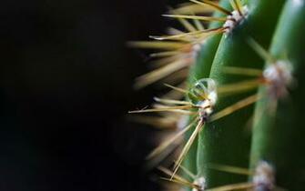 Dark Background Cactus Spines Thorns Green Drop Stock