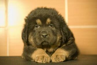 Adorable Little Tibetan Mastiff Wallpaper And Image