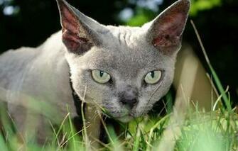 Wallpaper Cat Grass Look Face The Devon Rex Image For