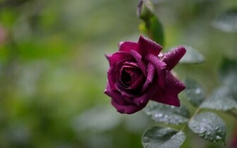 Beautiful Purple Rose Widescreen HD Desktop Background Photos