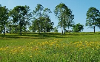 Nature Wallpaper Background Meadow Spring Photo