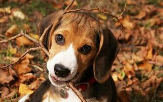 Beagle Puppy Wallpaper