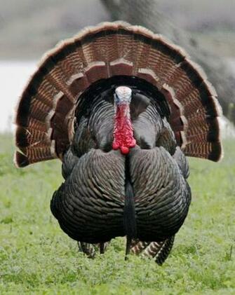 Turkey Gobbler Wallpaper Top Background