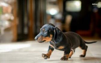 Dachshund Puppy Wallpaper Animal