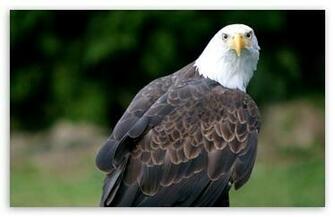 Eagle Looking HD Wallpaper For Standard Fullscreen Uxga Xga