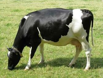 Holstein Friesian Cattle Cow Image HD Wallpaper
