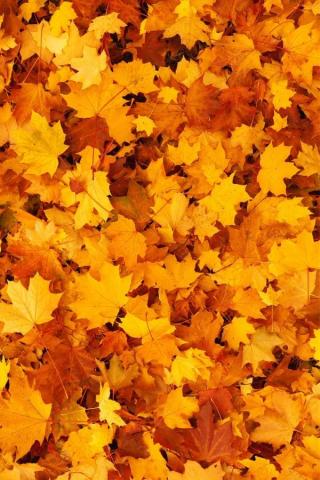 Stunning Fall Wallpaper For Your iPhone Prada Pearls
