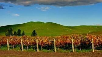 Vineyard Computer Wallpaper Desktop Background Id