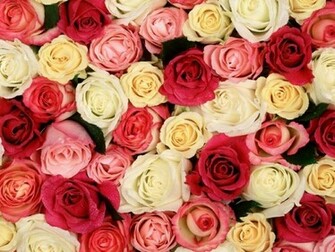 Flowers For Flower Lovers Beautiful Rose Wallpaper