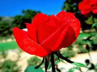 Beautiful Flowers Happy New Year Wallpaper Full HD