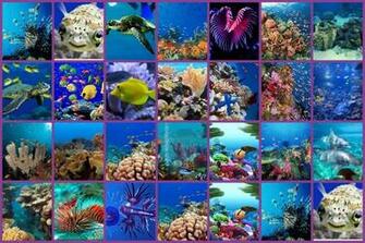 Gallery Marine Biology Wallpaper