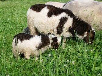 Spring Baby Animals