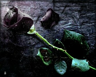 Wallpaper Black Rose Flower Pictures HD