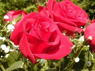 Rose Flower Image