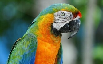 Macaw Colorful Parrot Wallpaper