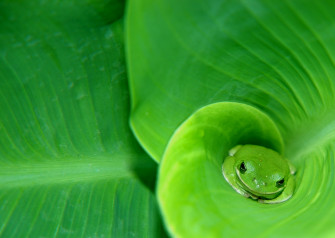 Frog HD Wallpaper
