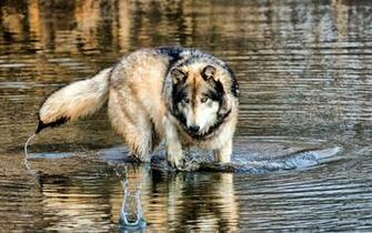 Wolf Wallpaper Android Apps Und Tests Androidpit