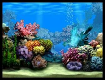 Fish Tank Wallpaper HD