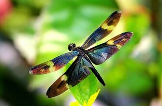 Dragonfly HD Wallpaper