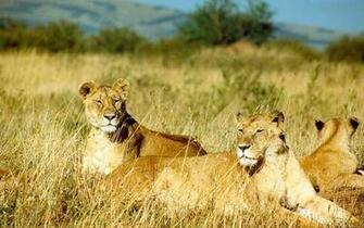 Desktop Fun African Safari Wallpaper Collection