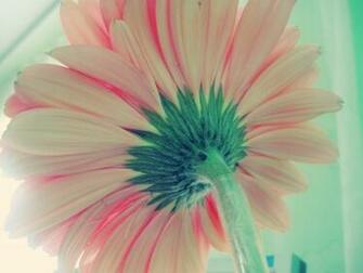 Explore The Collection Flowers Earth Flower